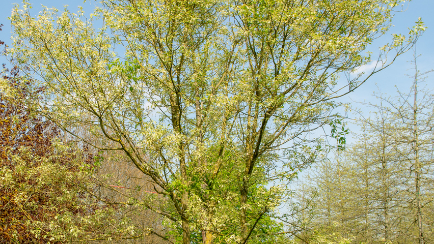 Acer negundo 'Variegatum' multi-stem