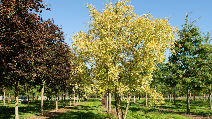 Acer negundo 'Variegatum' multi-stem