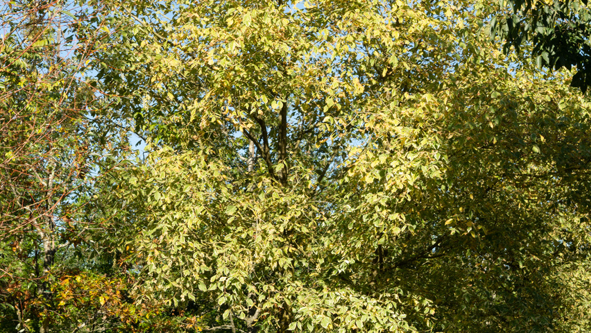 Acer negundo 'Variegatum' multi-stem