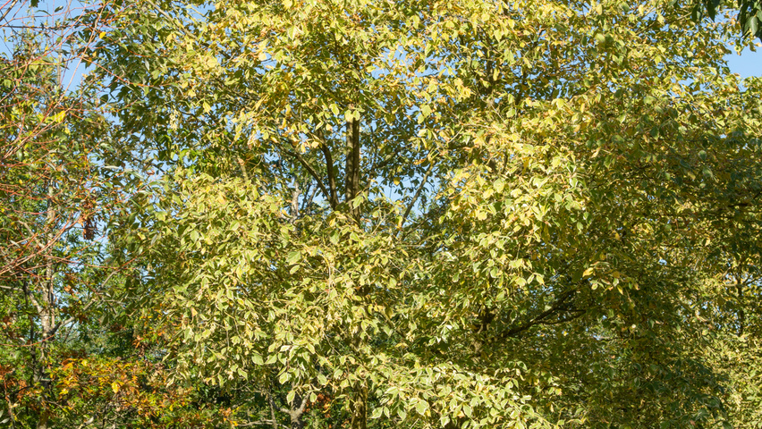 Acer negundo 'Variegatum' multi-stem