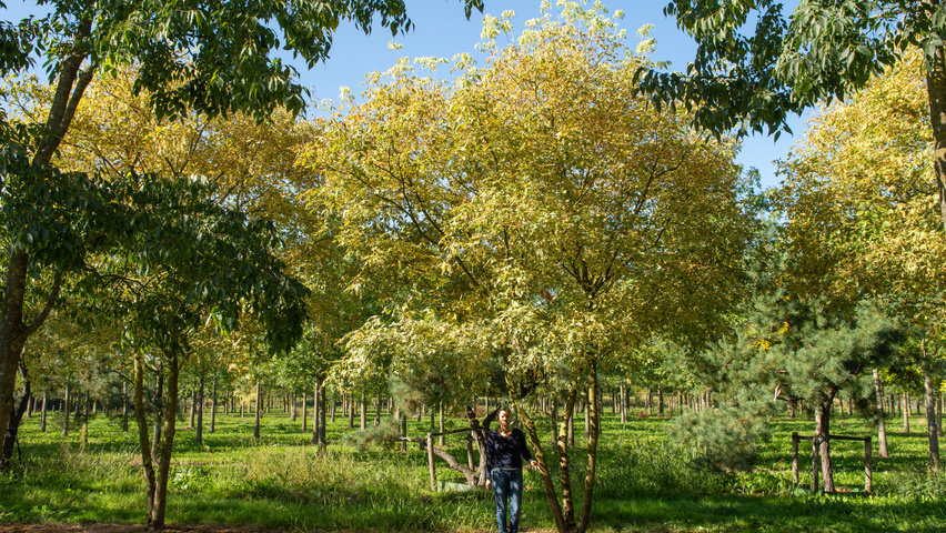 Acer negundo 'Variegatum' multi-stem