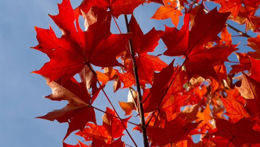 Acer NORWEGIAN SUNSET liście jesienią