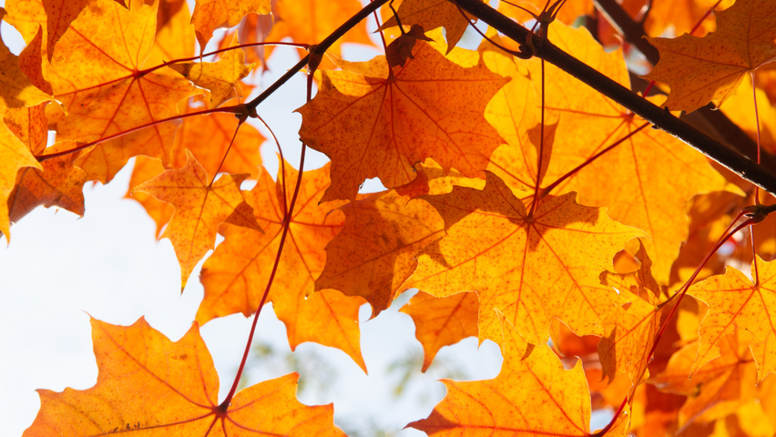 Acer NORWEGIAN SUNSET liście jesienią