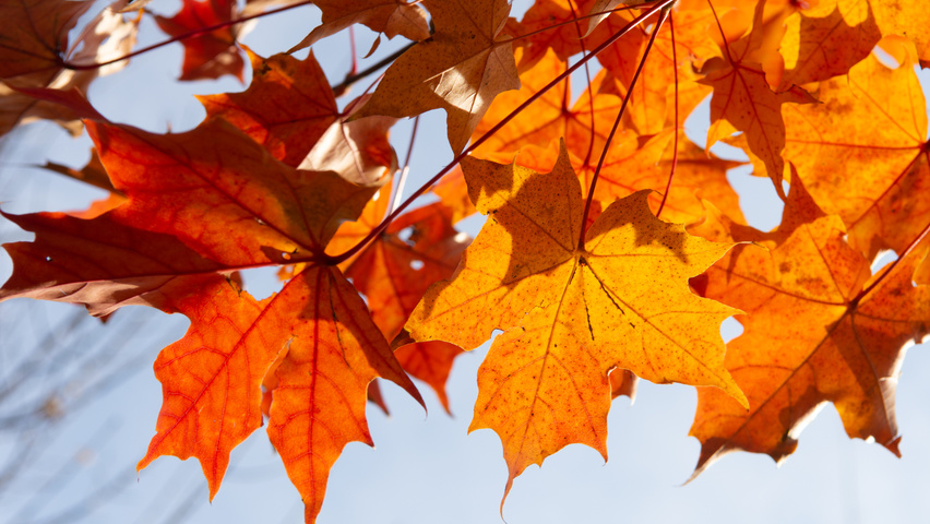 Acer NORWEGIAN SUNSET liście jesienią