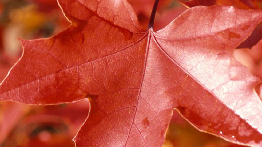 Acer NORWEGIAN SUNSET liście jesienią