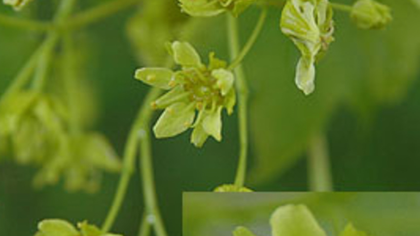 Acer NORWEGIAN SUNSET kwiaty