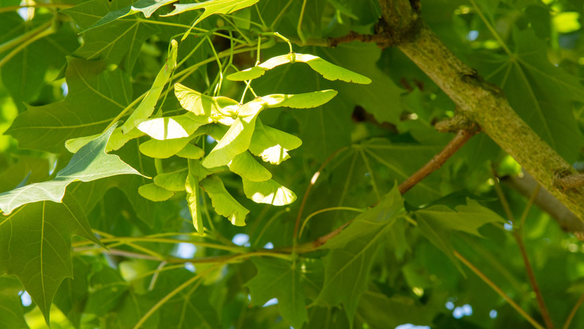 Acer NORWEGIAN SUNSET owoce