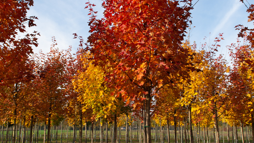 Acer NORWEGIAN SUNSET pienne