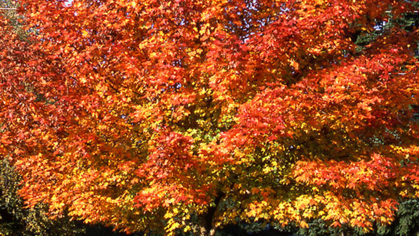 Acer NORWEGIAN SUNSET pienne