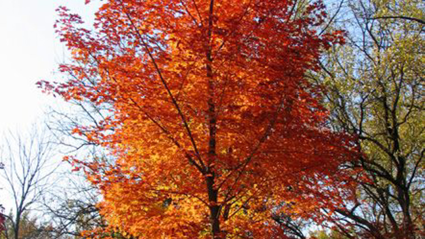 Acer NORWEGIAN SUNSET pienne