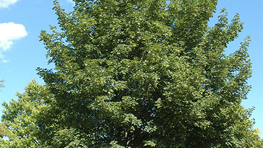 Acer NORWEGIAN SUNSET pienne