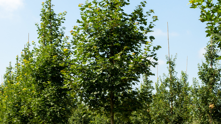 Acer NORWEGIAN SUNSET pienne