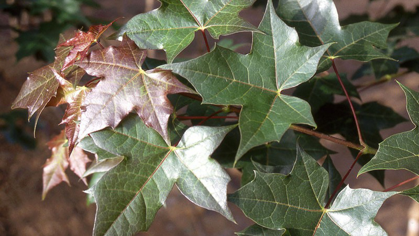 Acer NORWEGIAN SUNSET liście