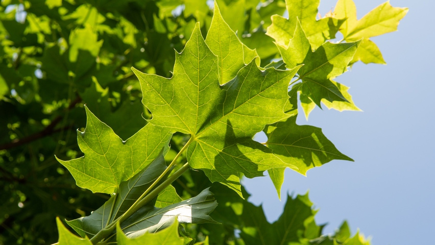 Acer NORWEGIAN SUNSET liście