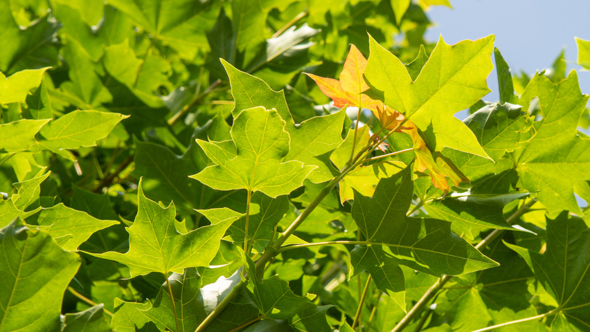 Acer NORWEGIAN SUNSET liście