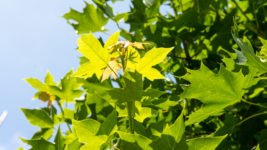 Acer NORWEGIAN SUNSET liście