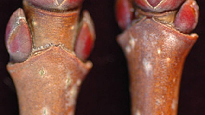 Acer NORWEGIAN SUNSET pędy