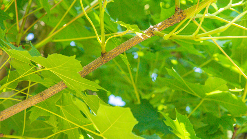Acer NORWEGIAN SUNSET pędy