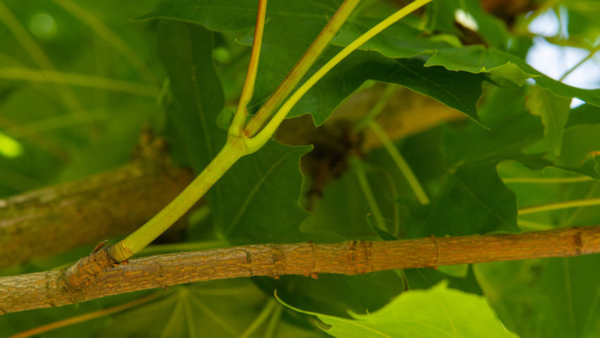 Acer NORWEGIAN SUNSET pędy