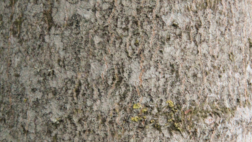 Acer opalus bark
