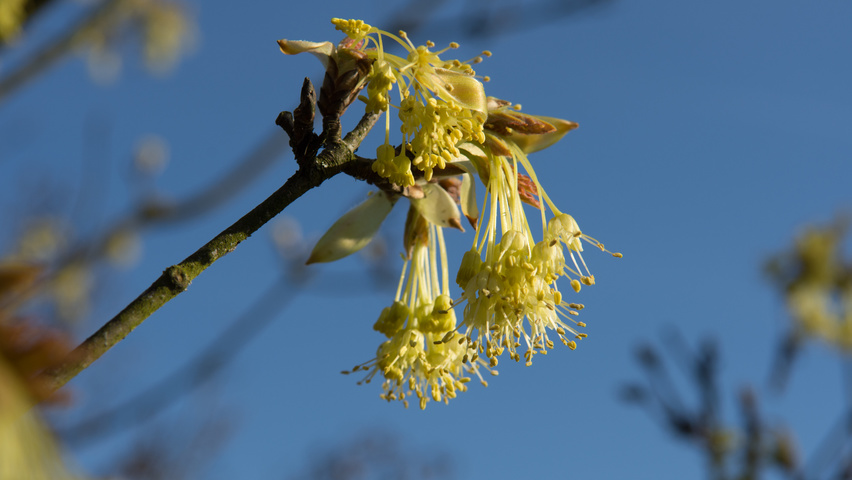 Acer opalus flowers