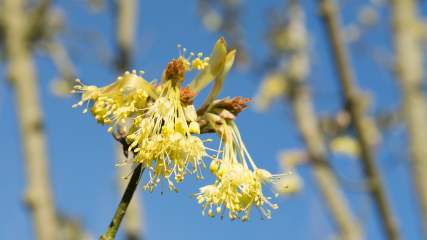 Acer opalus flowers