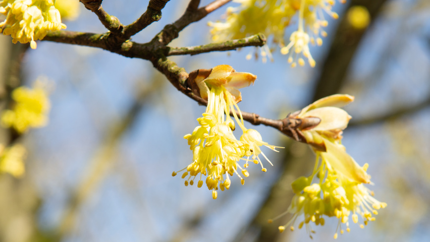 Acer opalus flowers