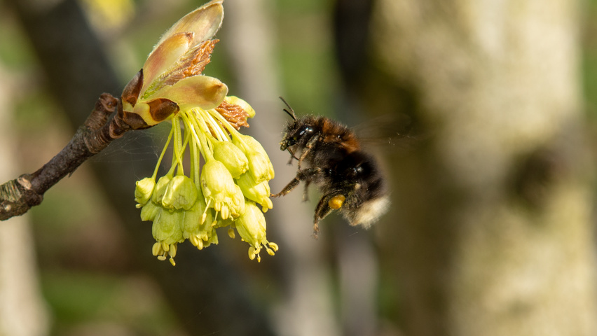 Acer opalus flowers