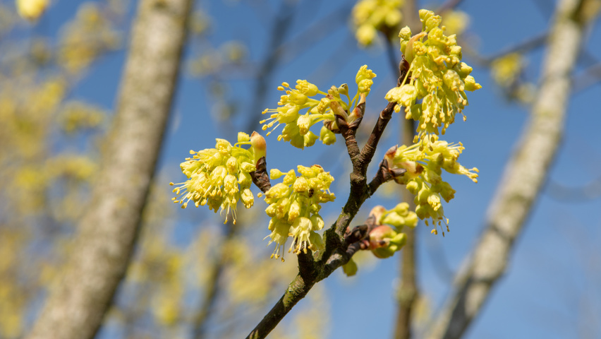 Acer opalus flowers