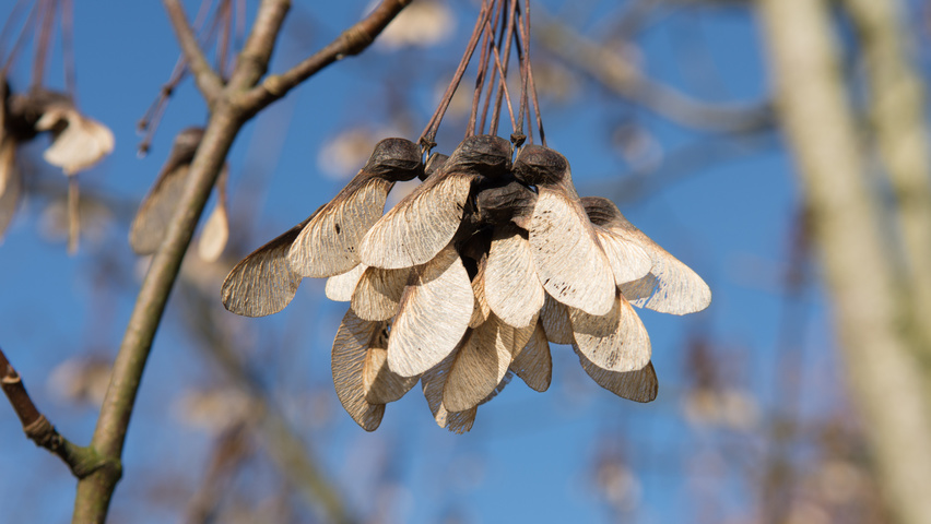 Acer opalus fruits
