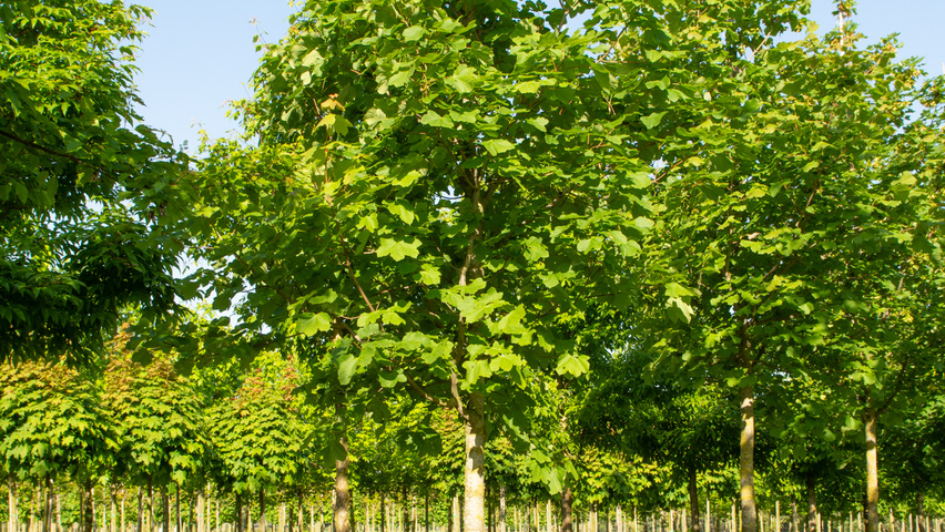 Acer opalus standard tree