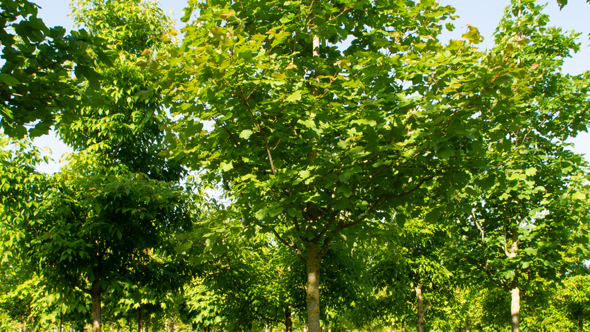Acer opalus standard tree