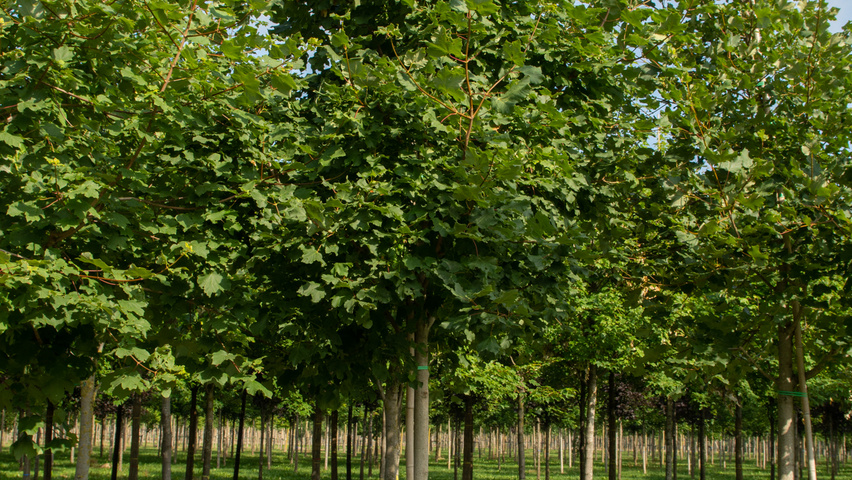 Acer opalus standard tree