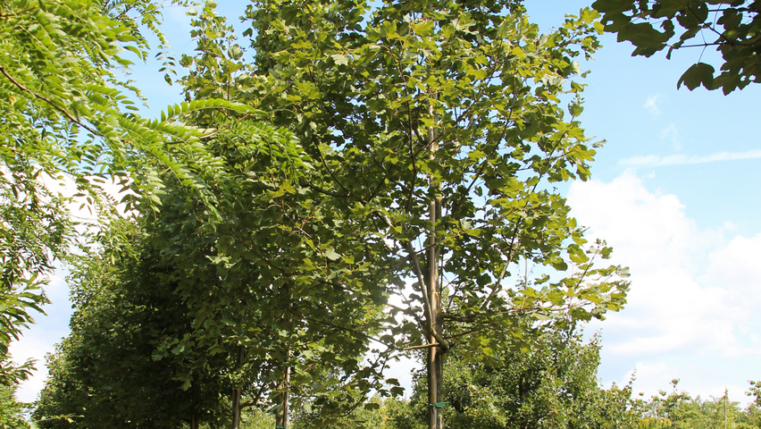 Acer opalus standard tree