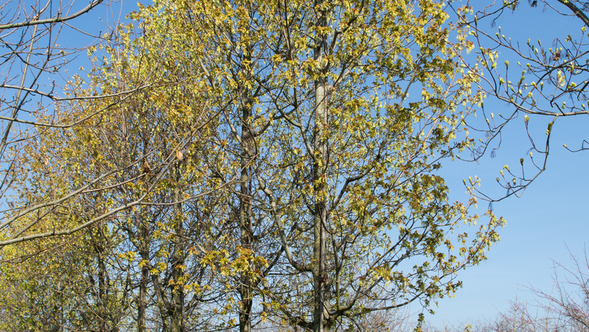 Acer opalus standard tree