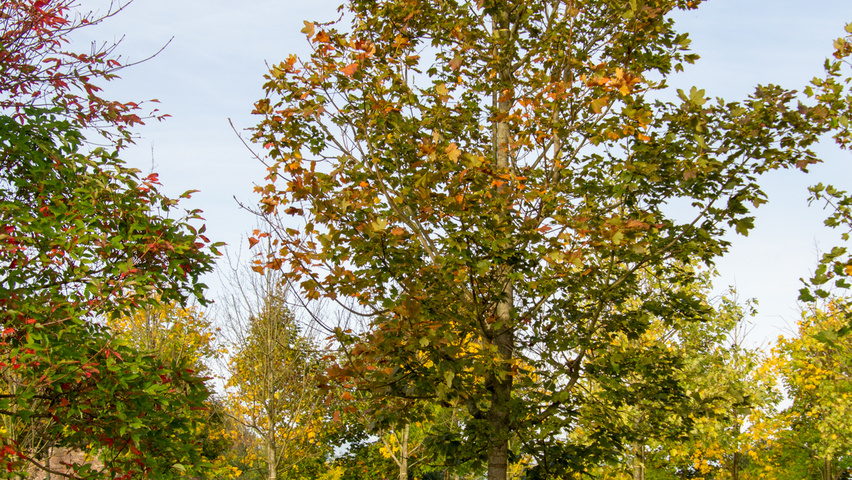 Acer opalus standard tree