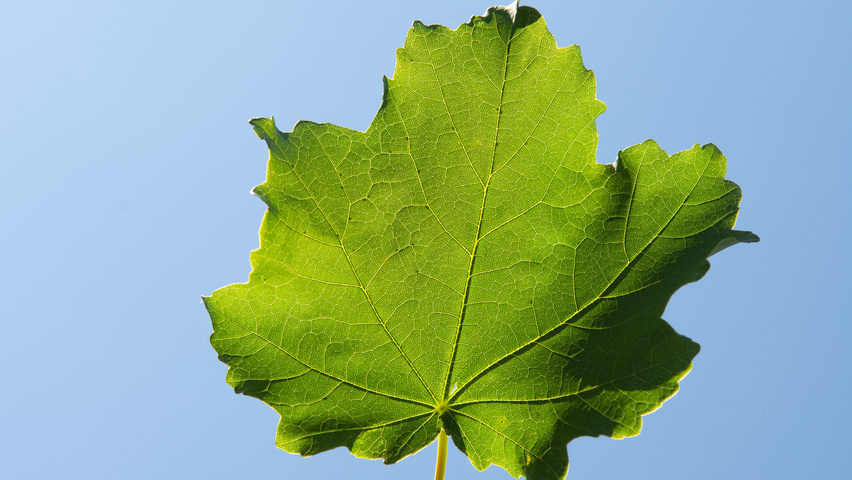 Acer opalus leaves