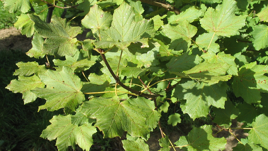 Acer opalus leaves