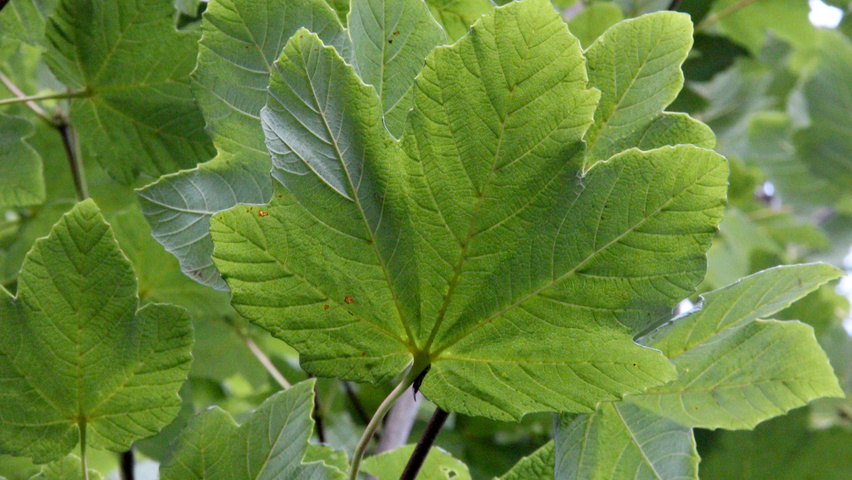 Acer opalus leaves