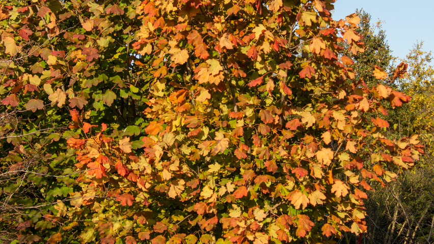 Acer opalus multi-stem