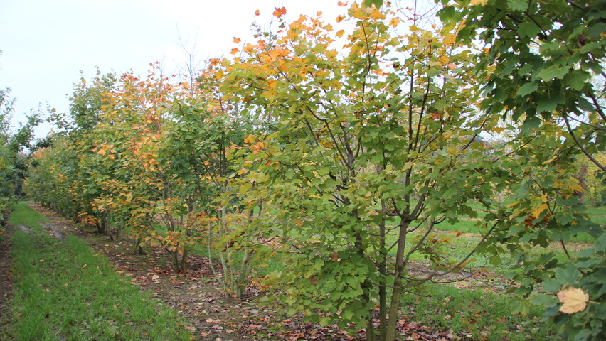 Acer opalus multi-stem