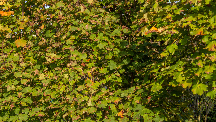 Acer opalus multi-stem