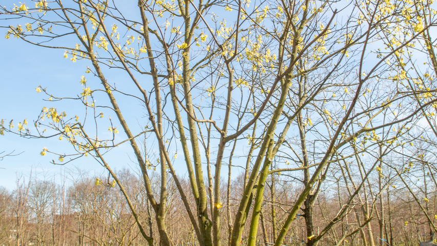 Acer opalus multi-stem