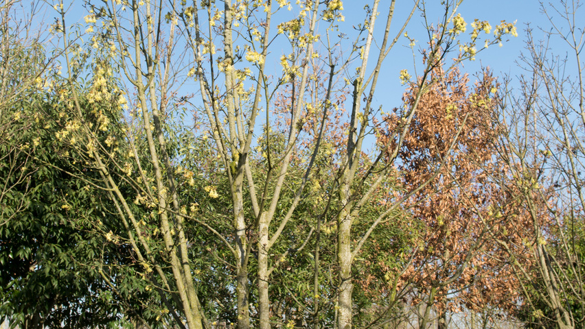 Acer opalus multi-stem