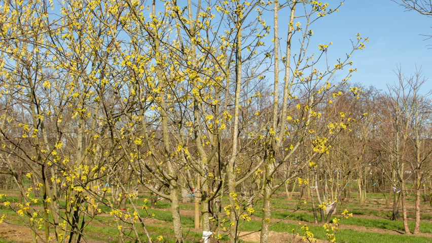 Acer opalus multi-stem
