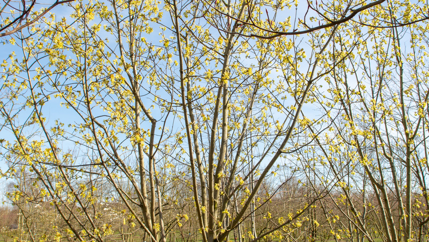 Acer opalus multi-stem