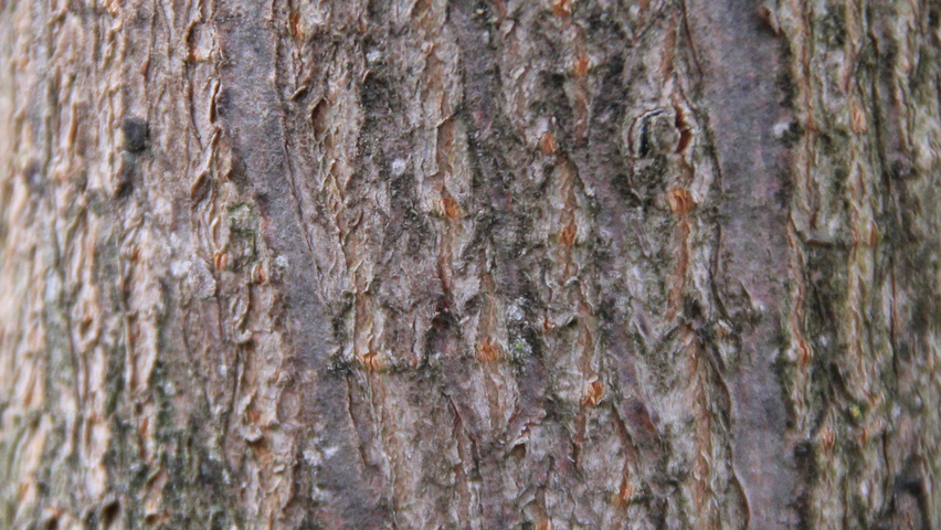 Acer PACIFIC SUNSET kora