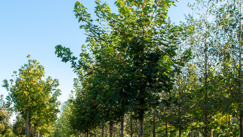 Acer PACIFIC SUNSET pienne