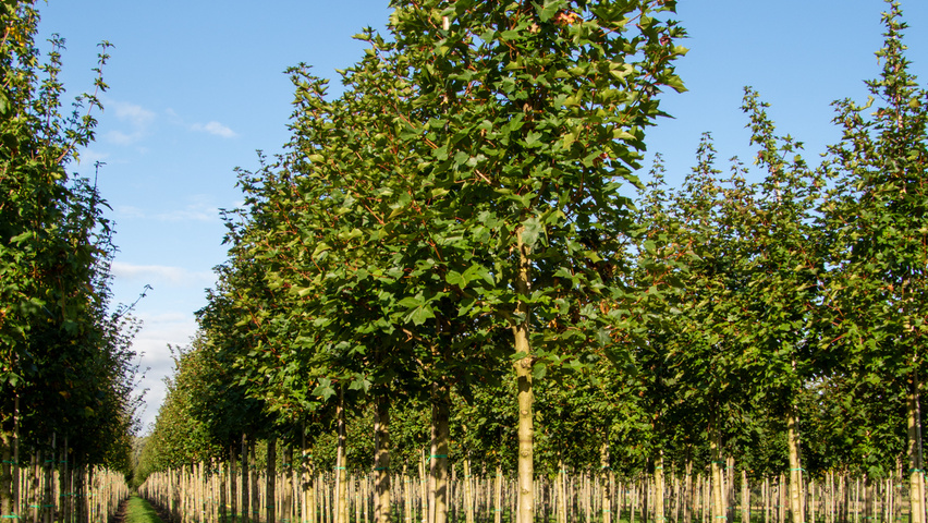 Acer PACIFIC SUNSET pienne
