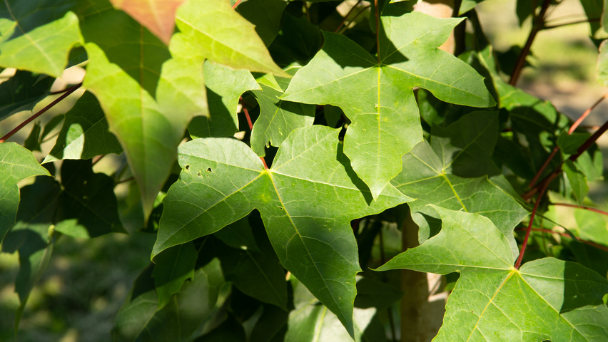 Acer PACIFIC SUNSET liście